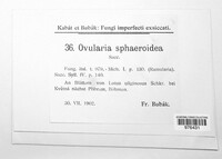Ramularia sphaeroidea image